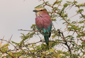 lilac breasted roller sits in an acacia tree