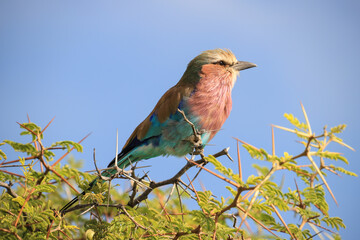 lilac breasted roller sits in an acacia tree