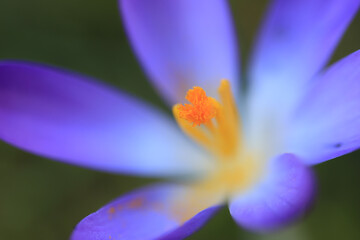 close-up picture of a purple crocus plant 