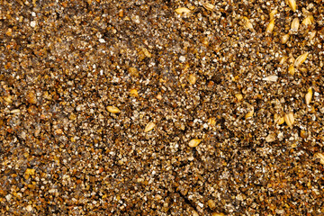 Texture background with selective focus of seedlings in fertile soil.