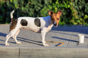 The concept of giving a dog something to drink in the heat. Caring for animals. Pet portrait with selective focus