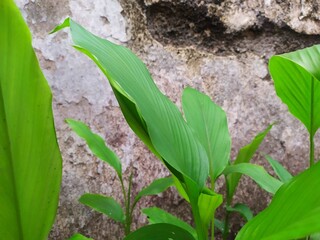 The background of a fully organic plant of a turmeric tree leaf