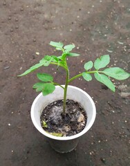 The small tomato tree is cared for organically