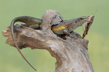 A common sun skink is ready to prey on a grasshopper on a rotting tree trunk. This reptile has the...