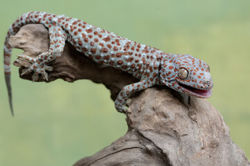 A tokay gecko is sunbathing on a dry tree trunk before starting its daily activities. This reptile...
