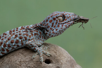 A tokay gecko is preying on a grasshopper. This reptile has the scientific name Gekko gecko. - obrazy, fototapety, plakaty