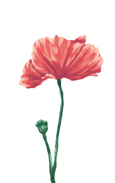 Poppy flower painting illustration