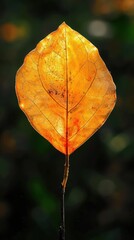 leaf on the tree