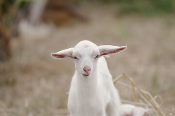 沖縄県小浜島　こちらを見つめる子ヤギ
