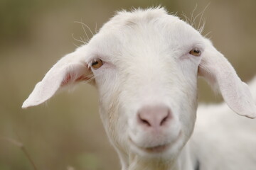 沖縄県小浜島　こちらを見つめるヤギ
