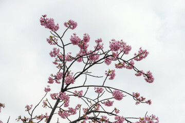 まだ寒さが厳しい2月、早咲きの河津桜が咲き始める。春の気配を感じる神戸の西郷川河口公園