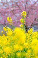 春の訪れを告げる鮮やかなビタミンカラーの菜の花。