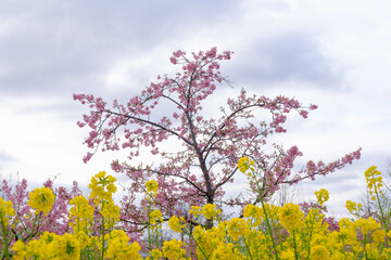 菜の花畑に咲く河津桜。鮮やかなビタミンカラーの黄色とピンク