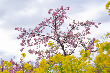 菜の花畑に咲く河津桜。鮮やかなビタミンカラーの黄色とピンク
