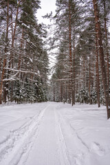 Winter forest with trees covered with snow.
