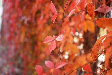 Autumn Parthenocissus tricuspidata, leaves are red