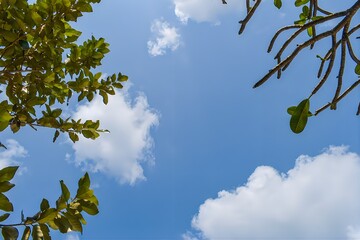 見上げた青い空と植物