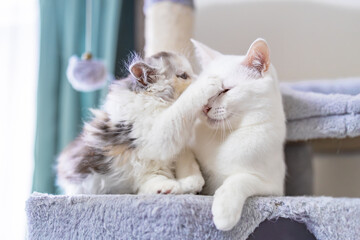 白猫を叩くスコティッシュフォールドの子猫