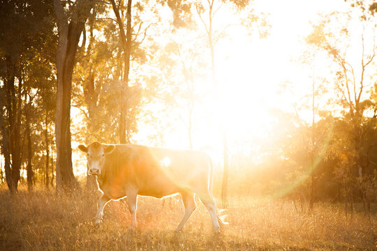 Light coloured cow in paddock with lens light flare