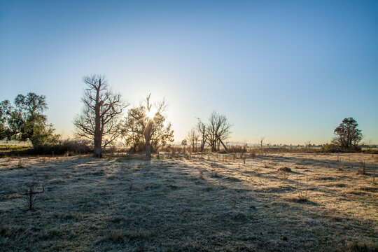 Sunlight coming through winter trees over frosty grass of rural paddock
