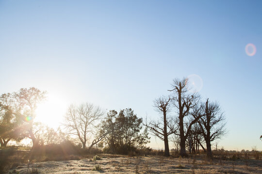 Sunlight through trees and frosty grass in paddock