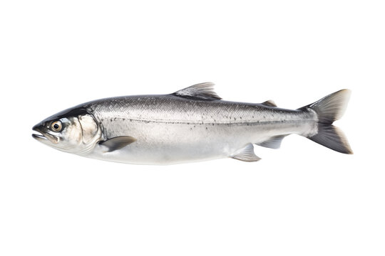 salmon fish isolated on transparent or white background, png