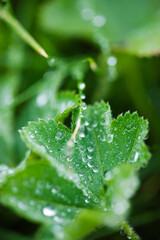 Close-up of Water Drops on Leaf