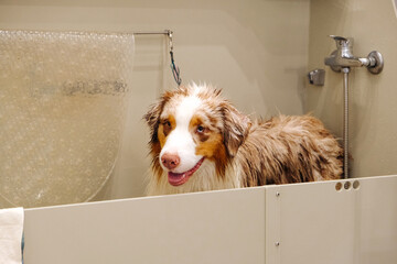 Australian Shepherd at the grooming washes its fur