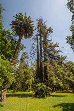 Big sequoia tree in the gardens of Las Majadas de Pirque