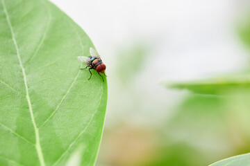 Close-up of housefly on leaf