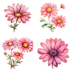 watercolor cosmos flower clipart for graphic resources on white and transparent background