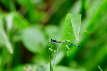 Close-up view of  dragonfly perching on leaf