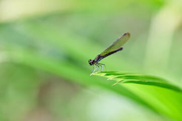 Close-up view of  dragonfly perching on leaf