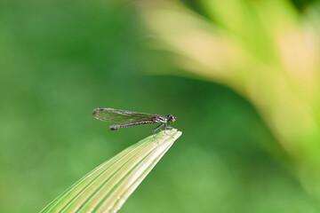 Close-up view of  dragonfly perching on leaf