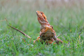 couple bearded dragon on blurry background