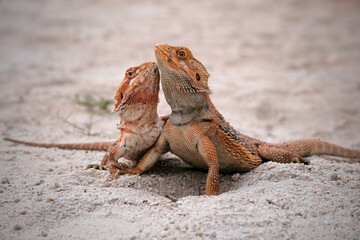 couple bearded dragon on blurry background