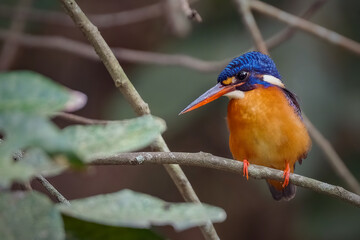 Blue eared kingfisher perching on branch