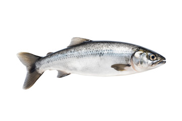 Naklejka premium Fresh whole salmon fish isolated on transparent or white background, png