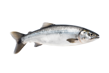 Fresh whole salmon fish isolated on transparent or white background, png