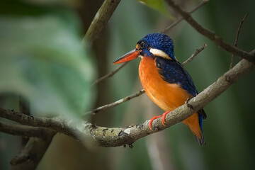 Blue eared kingfisher perching on branch