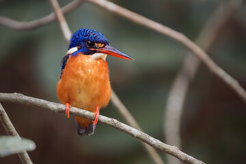 Blue eared kingfisher perching on branch
