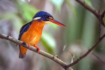 Blue eared kingfisher perching on branch