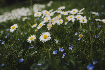 Wildflowers in a ecological garden with daisy and veronicas