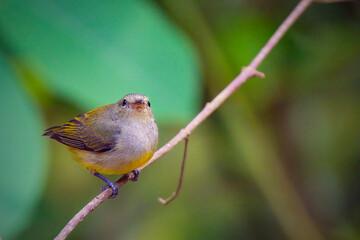 orange-bellied flowerpecker (Dicaeum trigonostigma) perching on branch