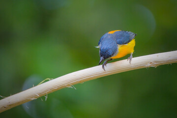 orange-bellied flowerpecker (Dicaeum trigonostigma) perching on branch