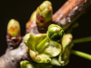 Opened cherry bud in spring isolated on black background. Macro