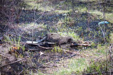Young green grass grows after a fire