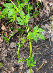 Climbing herbaceous plant on the ground in the forest