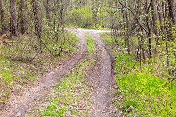 Dirt road in the forest in spring