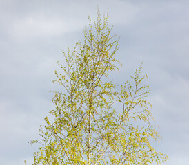 Small leaves on a birch tree in the spring against a blue sky